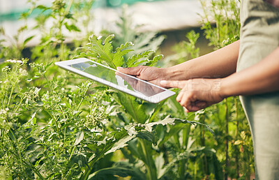 Buy stock photo Hands on tablet, research and woman in garden checking internet website for information on plants. Nature, technology and farmer with digital app for sustainability, agriculture and analysis on farm.