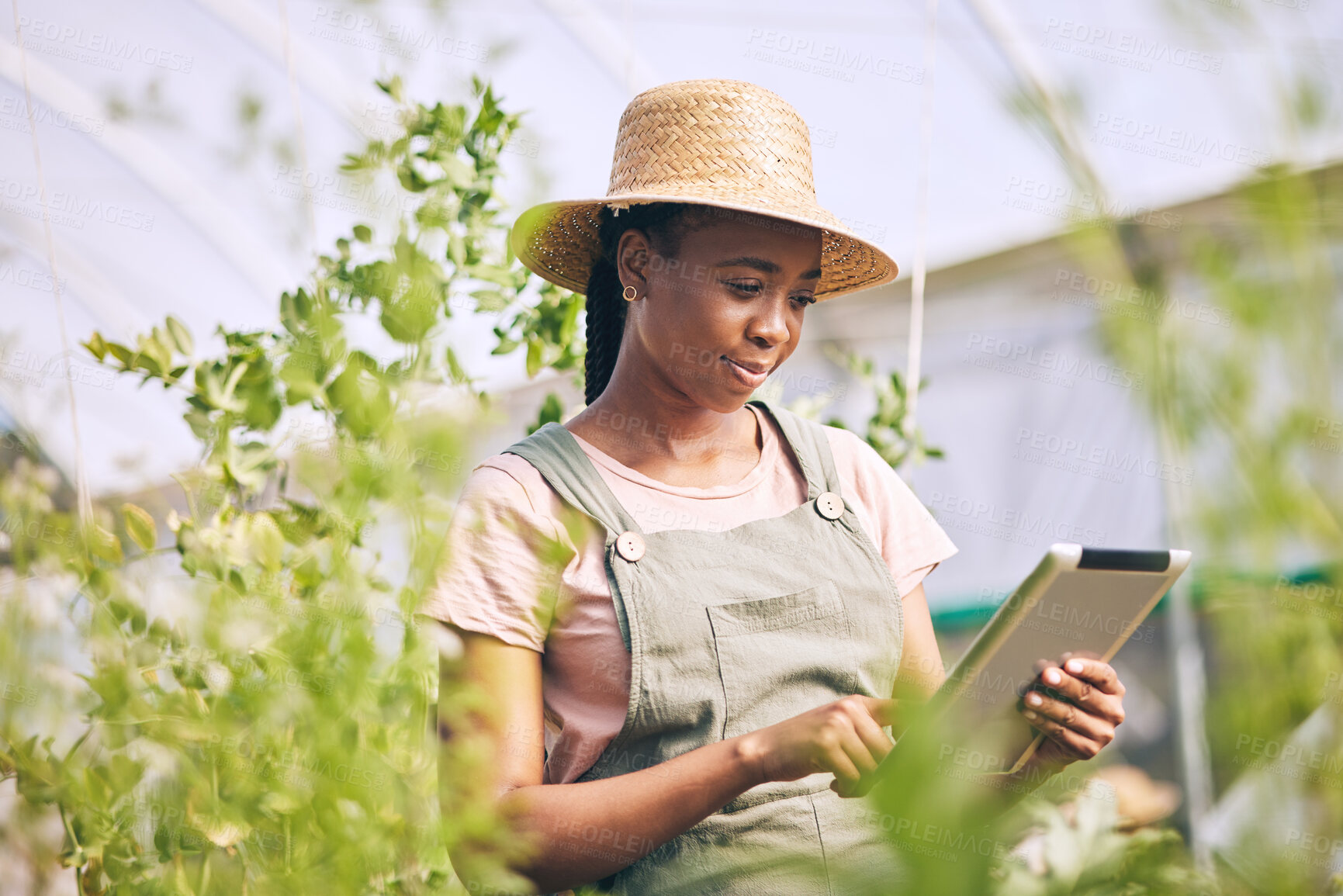 Buy stock photo Gardening, research on tablet and black woman on farm checking internet website for information on plants. Nature, technology and farmer with digital app for sustainability, agriculture and analysis.