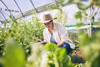 Buy stock photo Senior woman, agriculture and greenhouse with plants, tablet for inspection, harvest and vegetable farming. Farmer, check crops and sustainability, agro business and ecology, growth and gardening
