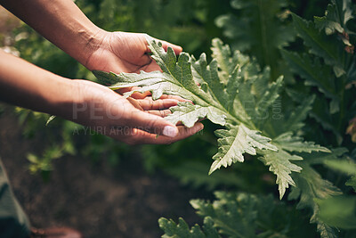 Buy stock photo Plant, agriculture and leaf with hands of person for environment, sustainability and nature. Soil, farm and gardening with closeup of farmer in countryside field for ecology, organic and growth