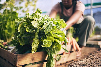 Buy stock photo Spinach, vegetables in box and green, farming and sustainability with harvest and agro business. Closeup, agriculture and gardening, farmer person with fresh product and nutrition for wellness