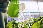 Farmer, person and watering of greenhouse plants for farming, agriculture and small business growth. Worker with water drops in container for lettuce or vegetables, sustainability and gardening zoom