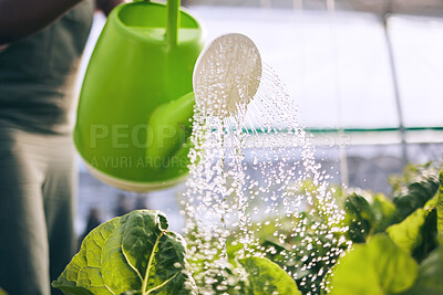 Buy stock photo Farmer, person and watering of greenhouse plants for farming, agriculture and small business growth. Worker with water drops in container for lettuce or vegetables, sustainability and gardening zoom