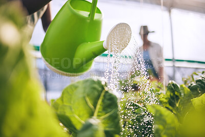 Buy stock photo Water leaves, drops and agriculture with sustainability and health, greenhouse and wellness with agro business. Plants, healthy and clean, eco friendly and leaves with farming, industry and growth