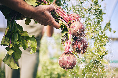 Buy stock photo Hand, vegetables and radish, water drops with farming and sustainability, harvest and agro business. Closeup, agriculture and farmer person cleaning product with nutrition, wellness and hygiene