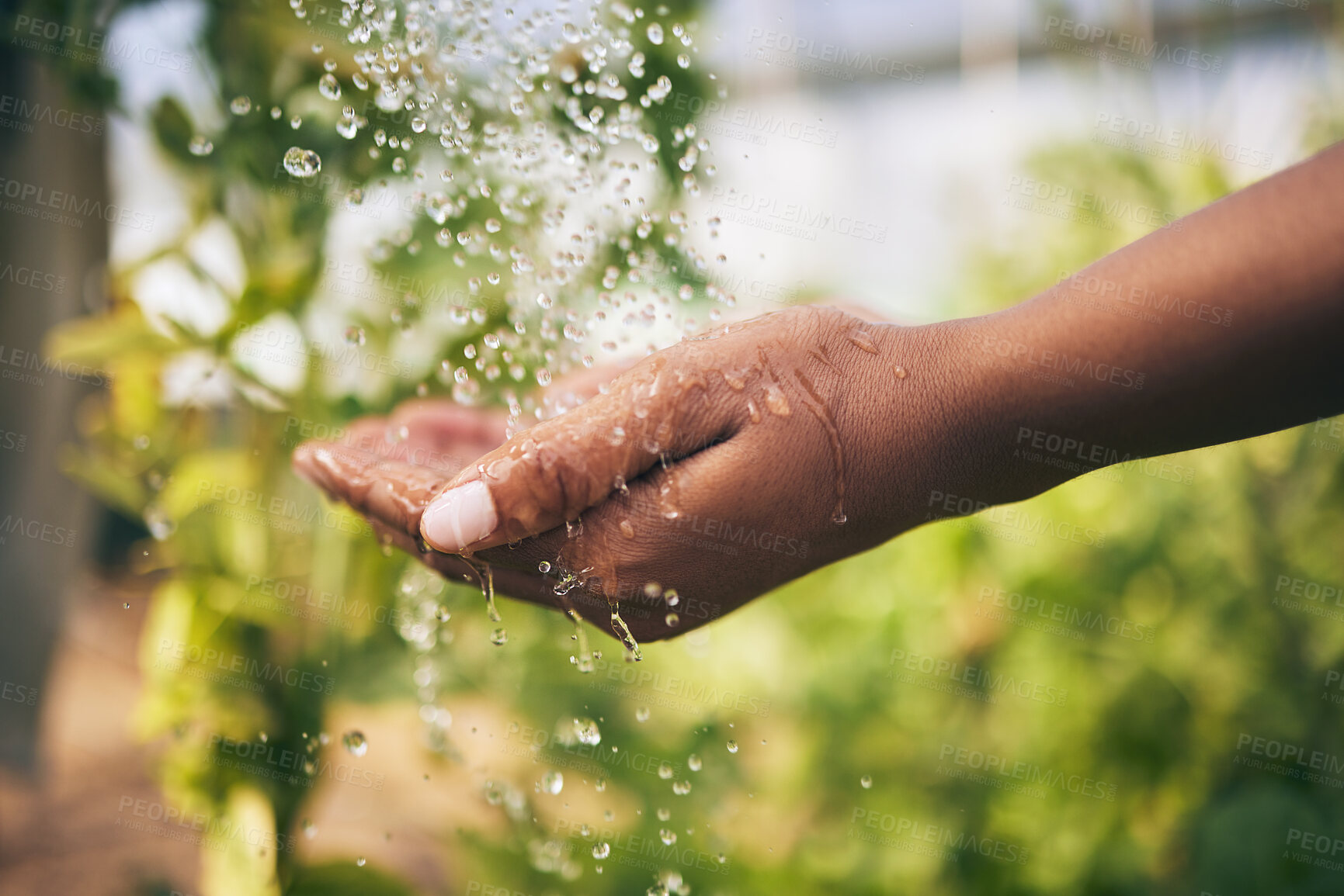 Buy stock photo Farming, washing hands and water drop in closeup, outdoor and growth with hygiene at agro job. Person, cleaning and shower open palm for agriculture, dirt or bacteria with sustainability at farm