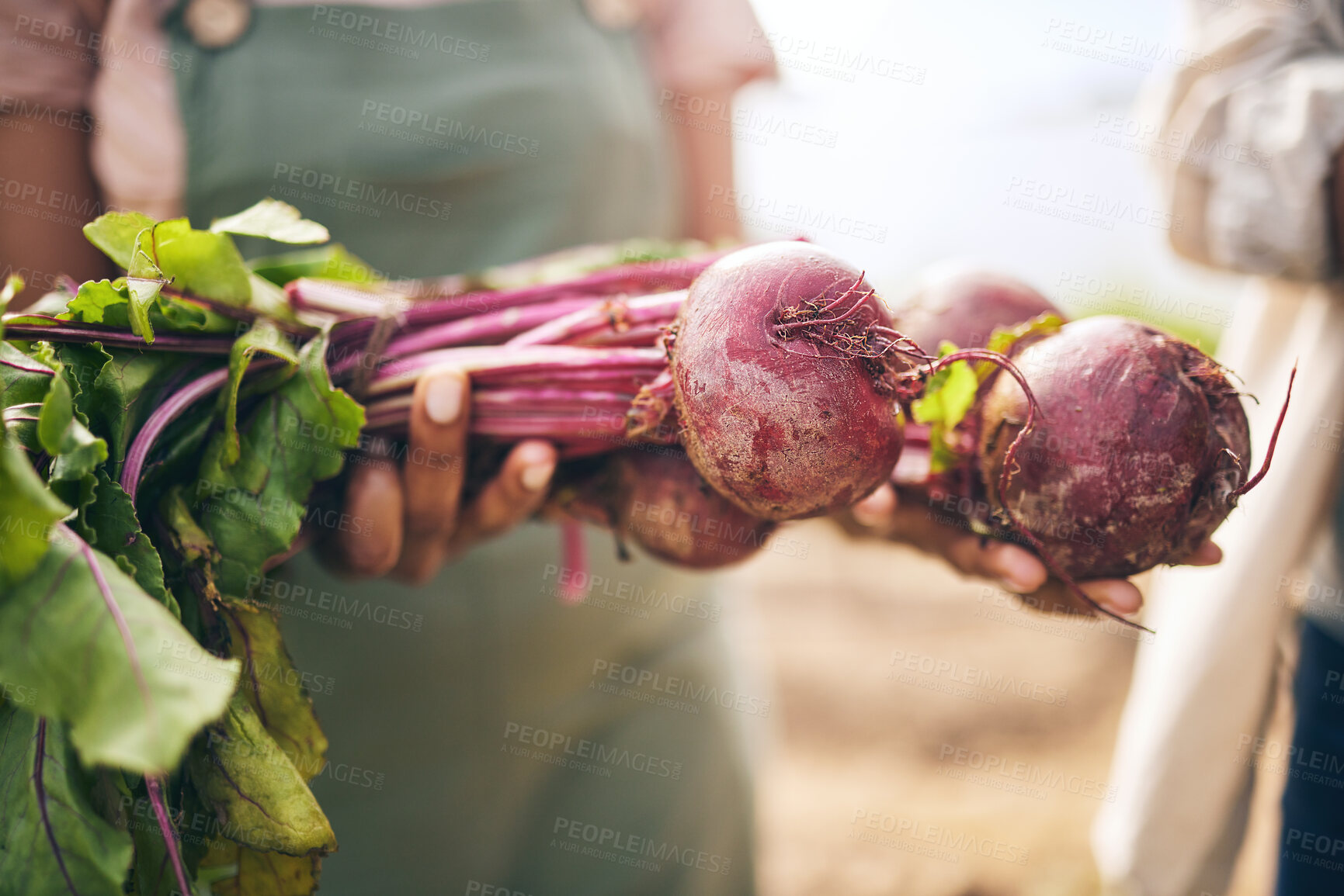 Buy stock photo Radish, vegetables and farming, sustainability and closeup with harvest and agro business. Food, agriculture and gardening, farmer person with fresh product or produce with nutrition and wellness