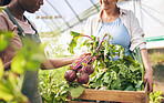 Food, agriculture and hands of people on farm for vegetables, teamwork and plant. Gardening, health and sustainability with closeup of farmers and radish in greenhouse for wellness and nutrition