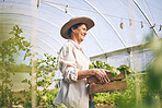 Vegetables, greenhouse and woman on farm with sustainable business, nature and sunshine. Agriculture, gardening and happy female farmer with smile, green plants and agro farming for healthy food.