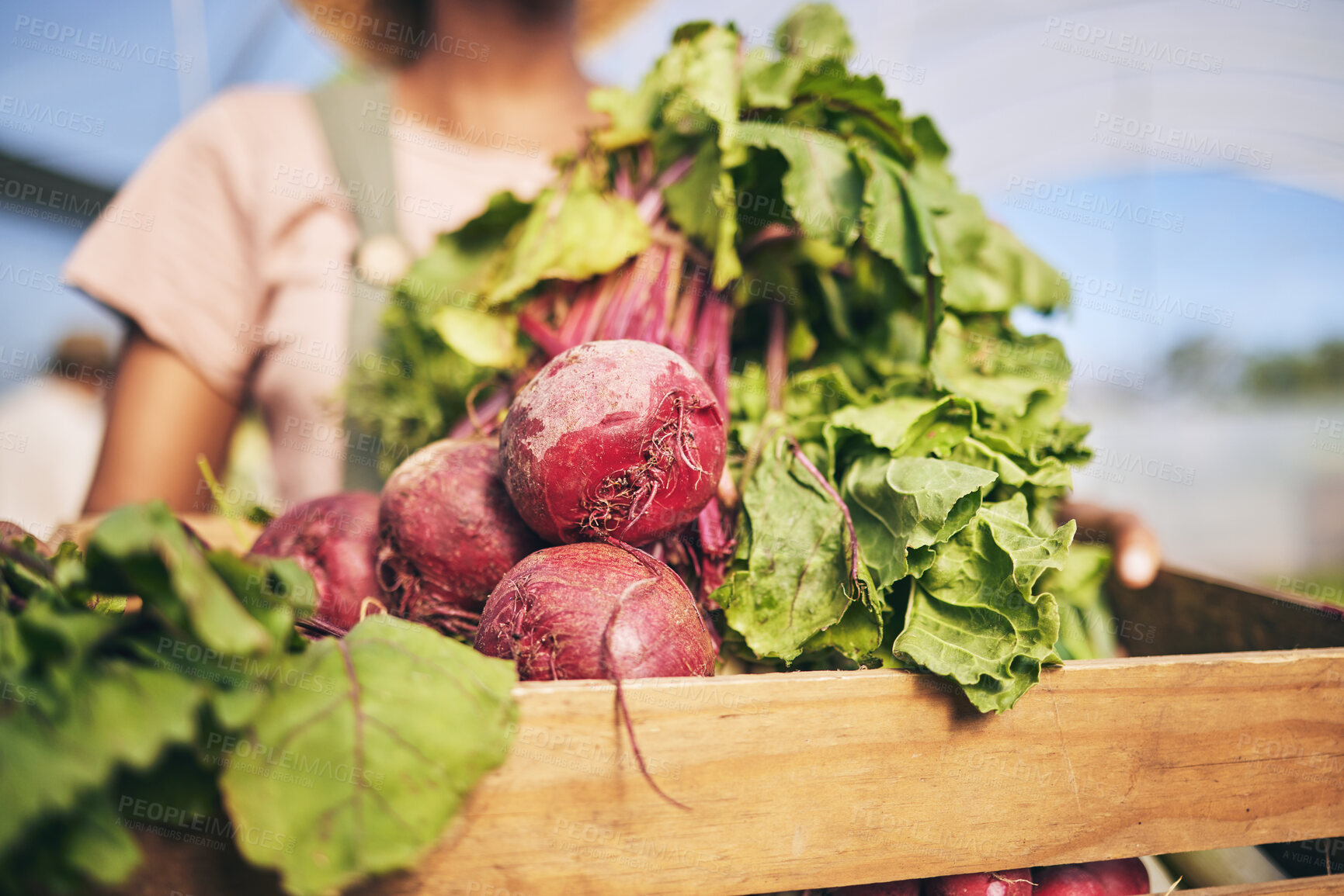 Buy stock photo Farming, woman hands and beetroot harvest for box, leaves or food at agro job, product or supply chain. Person, agriculture and organic crops in crate for sustainability, plants and eco friendly farm