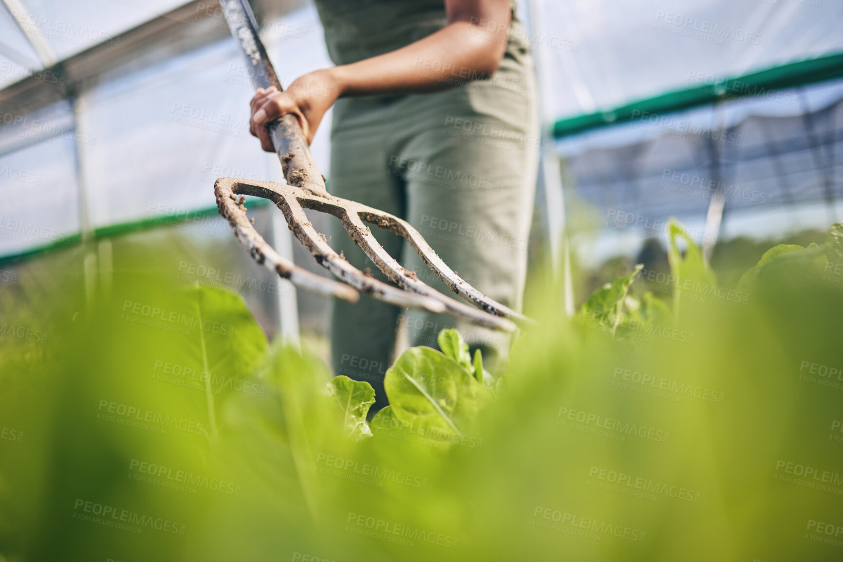 Buy stock photo Pitchfork, farming and plants for ground, soil or working dirt for growth, irrigation or development in greenhouse. Farmer, agriculture and tools for gardening, cleaning and job for sustainable earth