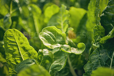 Buy stock photo Spinach, vegetable and leaves, agriculture and green harvest, sustainable and agro business. Closeup, farming and fresh product or produce with food, nutrition and wellness, eco friendly and nature