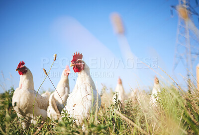 Buy stock photo Field, farming and chickens in grass with blue sky in green countryside, free range agriculture and sunshine. Poultry farm, sustainability and freedom, birds in nature and animals with natural growth