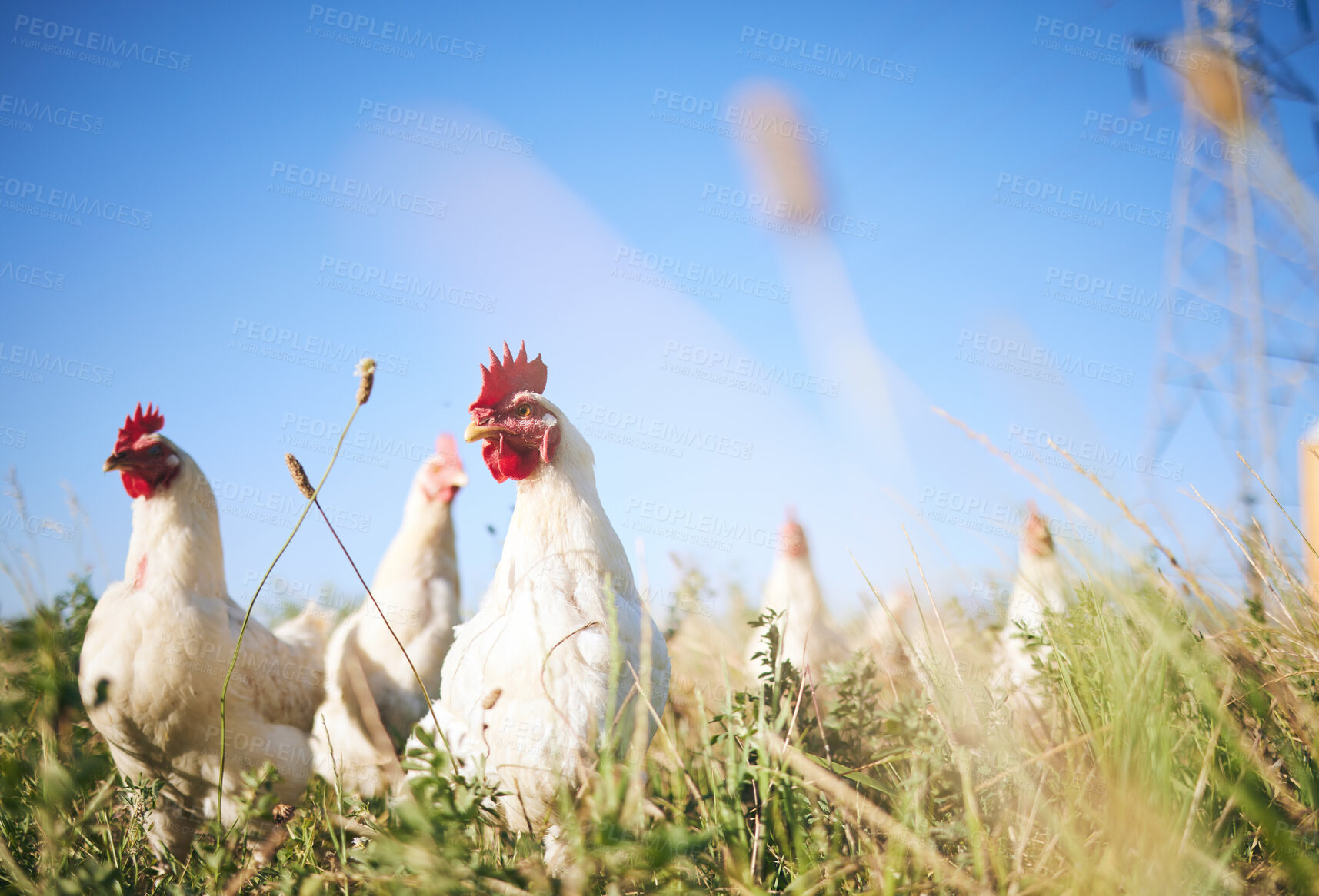 Buy stock photo Field, farming and chickens in grass with blue sky in green countryside, free range agriculture and sunshine. Poultry farm, sustainability and freedom, birds in nature and animals with natural growth