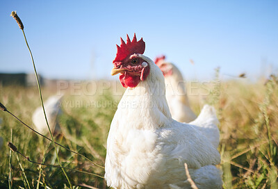Buy stock photo Nature, farming and chickens in field with blue sky in green countryside, free range agriculture and sunshine. Poultry farm, sustainability and freedom, birds in grass and animals with natural growth