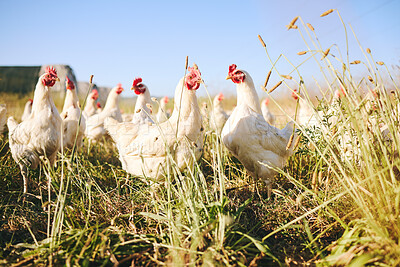 Buy stock photo Nature, field and chicken farm with blue sky in green countryside, free range agriculture and sunshine. Poultry farming, sustainability and freedom, birds in grass and animals with natural growth.