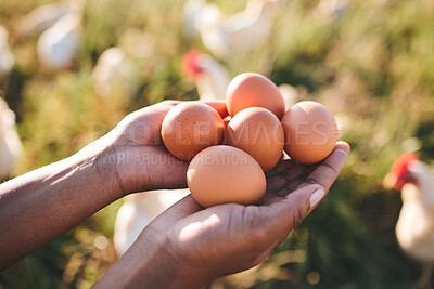 Buy stock photo Eggs, farmer and hands in agriculture at sustainability farm or free range product for protein diet in nature. Food, health and person with organic nutrition from livestock on field in countryside