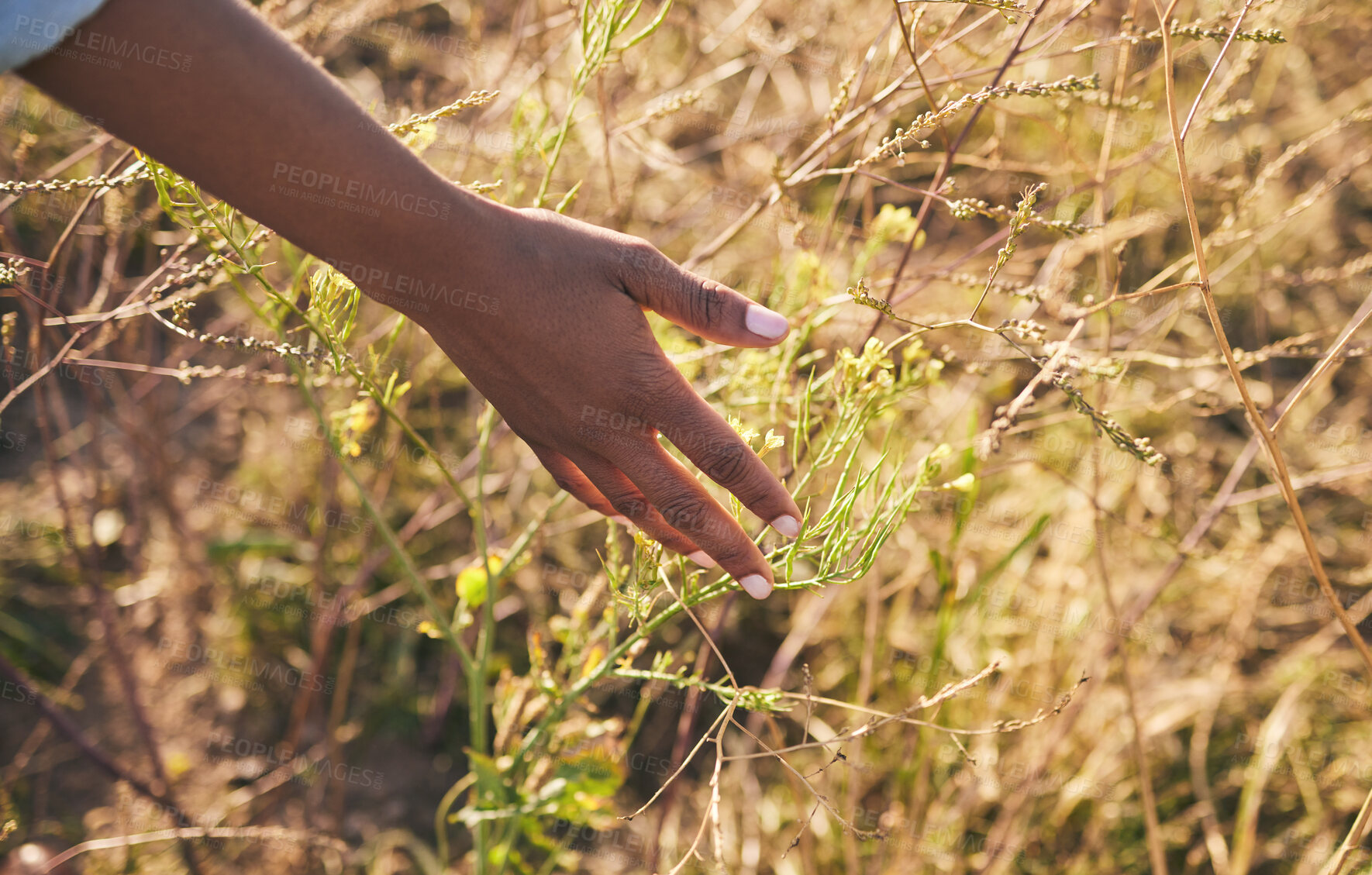 Buy stock photo Hand, nature and plants on a farm with freedom in the countryside outdoor to relax. Sustainability, farmer and calm person with grass, adventure and eco journey in a agriculture field by a bush