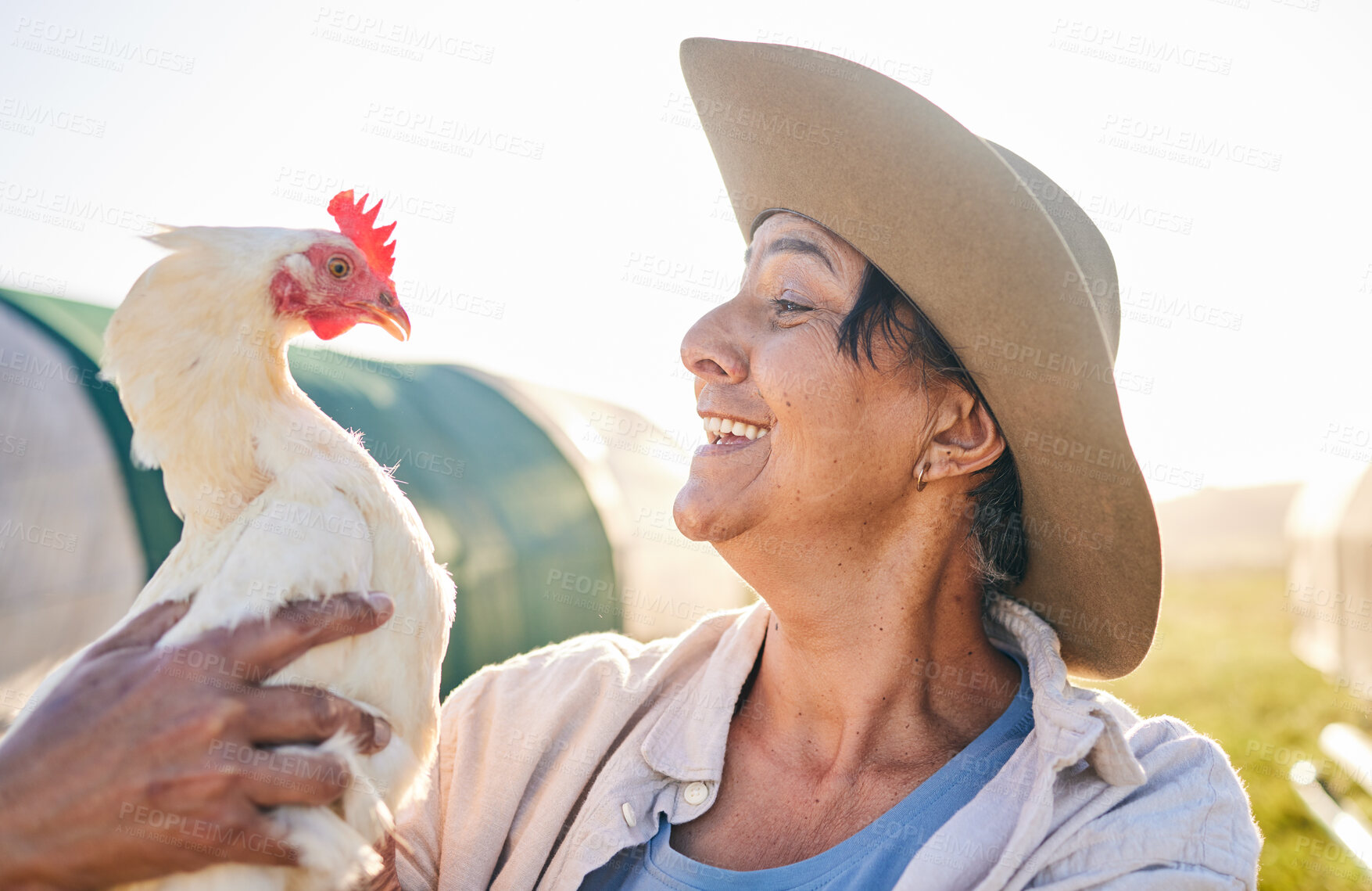 Buy stock photo Agriculture, chicken and mature woman in farm, countryside and nature for small business growth. Environment, sustainable farming and happy farmer with bird for free range poultry production outdoors