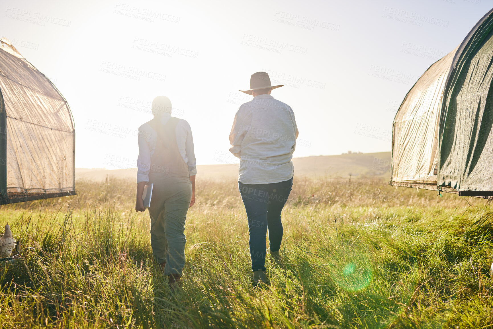 Buy stock photo Sustainable farm, women walking and back outdoor with management and farming. Agriculture, people and woman working for small business in countryside with chicken coop and eco friendly field work 