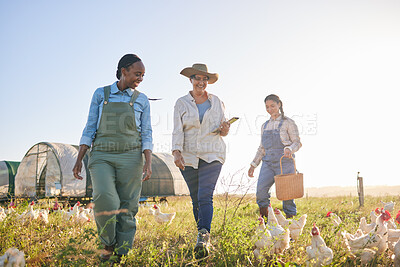 Buy stock photo Agriculture, chicken and women for harvest in farm, countryside or nature for protein and eggs. Agro business, sustainable farming and farmers do inspection of birds for free range poultry production