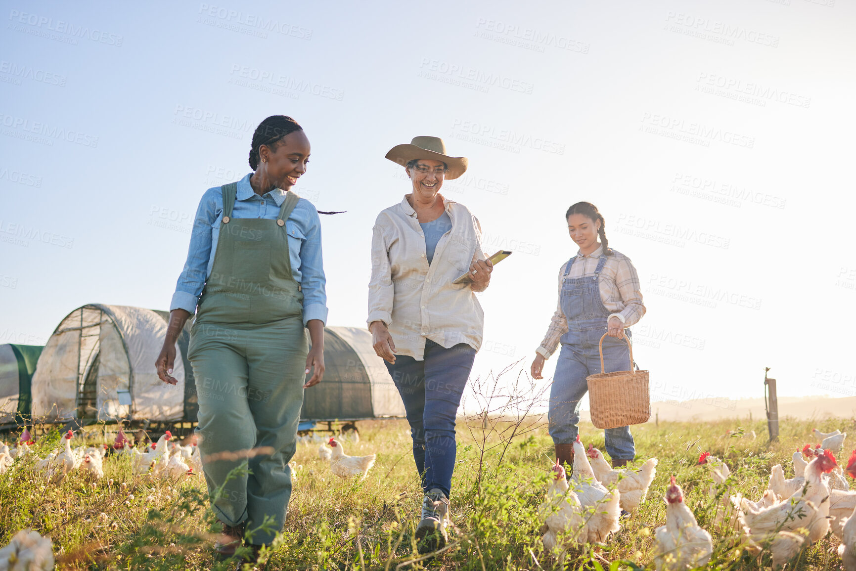 Buy stock photo Agriculture, chicken and women for harvest in farm, countryside or nature for protein and eggs. Agro business, sustainable farming and farmers do inspection of birds for free range poultry production