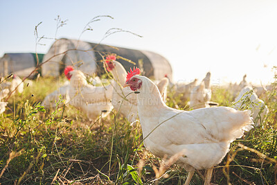 Nature, chicken farm in field and coup in green countryside, free range agriculture and sunshine. Poultry farming, sustainability and freedom, group of birds in grass and animals with natural growth.