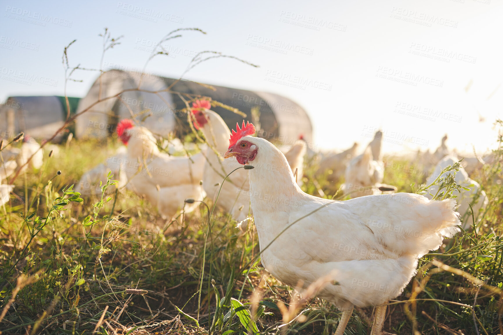 Buy stock photo Nature, chicken farm in field and coup in green countryside, free range agriculture and sunshine. Poultry farming, sustainability and freedom, group of birds in grass and animals with natural growth.