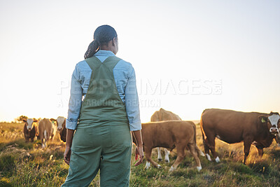 Buy stock photo Woman, farmer and cattle in countryside on a grass field at sunset with cow group and worker. Female person, back and agriculture outdoor with animals and livestock for farming in nature with freedom