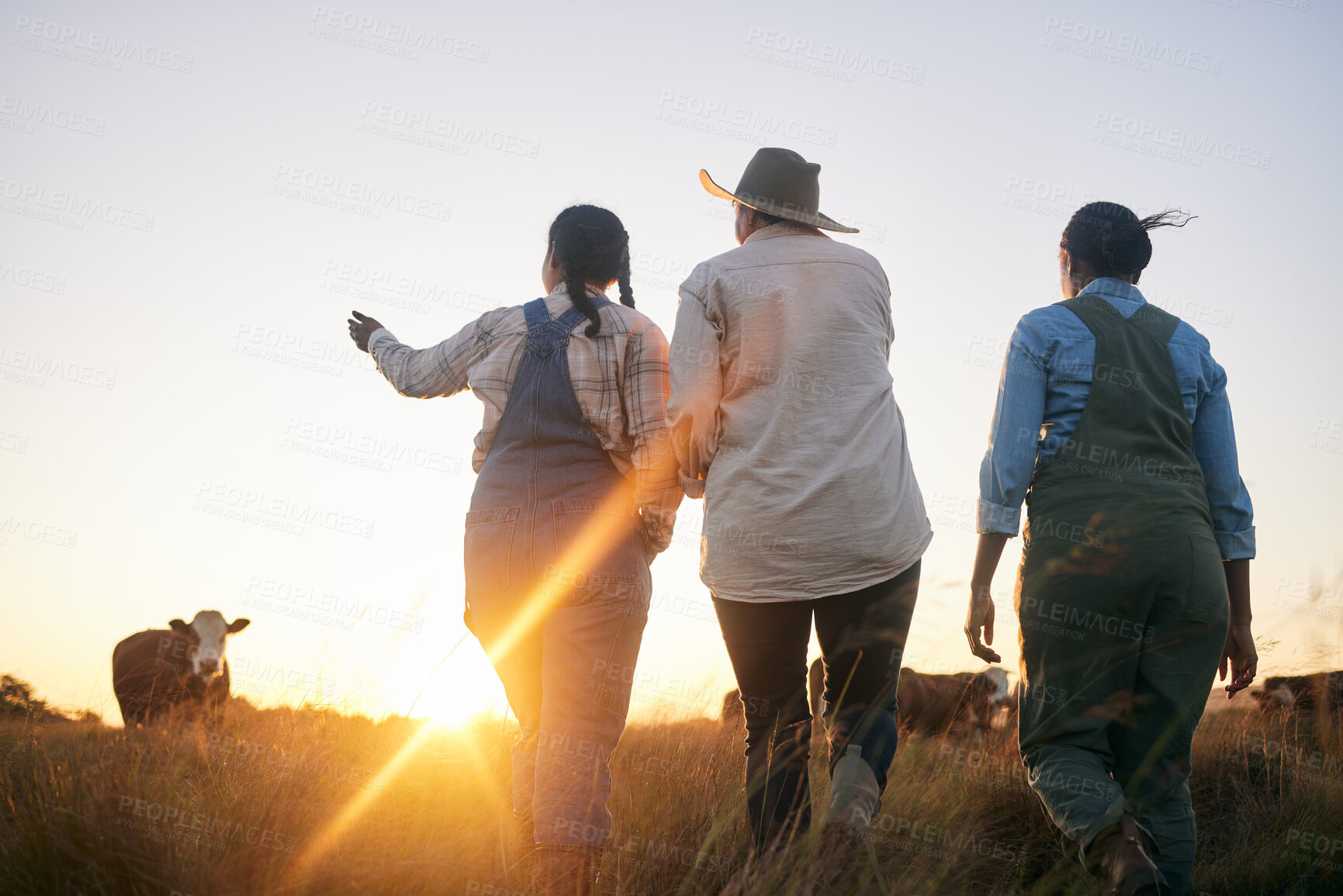 Buy stock photo Women, farmer and walking in countryside on a grass field at sunset with cow and cattle. Female group, back and agriculture outdoor with animals and livestock for farming in nature with freedom