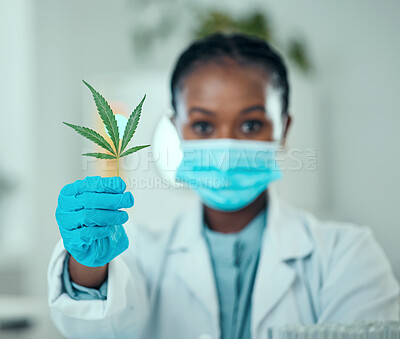 Buy stock photo Marijuana leaf, portrait black woman and scientist show plant for organic medicine, healthcare or natural drugs. Lab presentation, 420 CBD and African person with cannabis, weed or hemp production