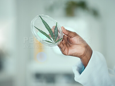 Buy stock photo Marijuana, petri dish and hand of science person study plant, leaf of THC product for natural drugs development. Lab sample test, 420 CBD and closeup scientist investigation of cannabis, weed or hemp