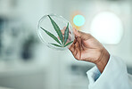 Cannabis leaf, petri dish and hand of science person research plant, biotechnology herb or natural THC medicine. Lab sample test, CBD and closeup scientist studying of medical marijuana, weed or hemp