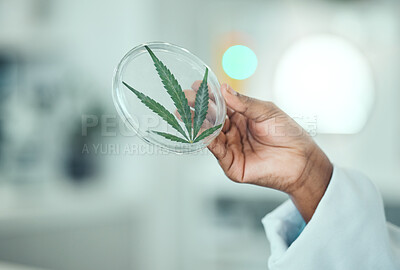 Buy stock photo Cannabis leaf, petri dish and hand of science person research plant, biotechnology herb or natural THC medicine. Lab sample test, CBD and closeup scientist studying of medical marijuana, weed or hemp