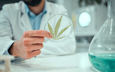 Buy stock photo Hand, marijuana and science with a man in a laboratory for research, innovation or ecology. Cannabis leaf, sustainability and sample with a male doctor or scientist working in a lab for development