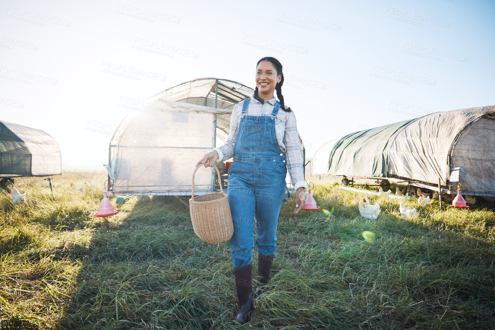 Buy stock photo Chicken coop, woman with basket walking on farm with birds, grass and countryside field with sustainable business. Agriculture, poultry farming and happy farmer working with food, nature and animals.