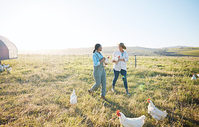 Buy stock photo Walking, teamwork or farmers farming chicken on farm or field harvesting poultry livestock in small business. Dairy production, collaboration or women with animal birds or rooster for sustainability