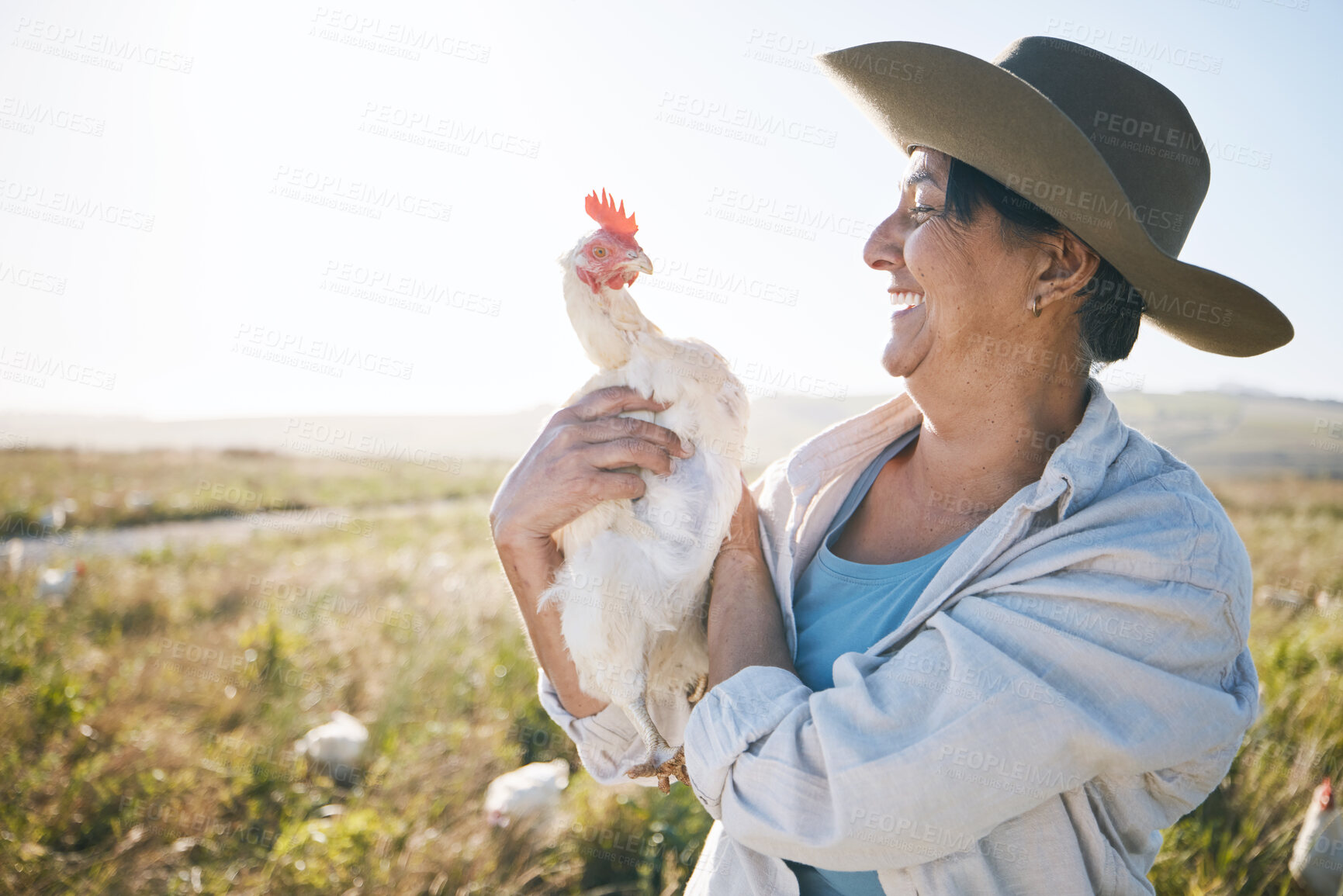 Buy stock photo Farmer, senior woman and agriculture, chicken and field with sustainability and livestock. Poultry farm, agro business and free range, countryside and environment with nature and happy with animal