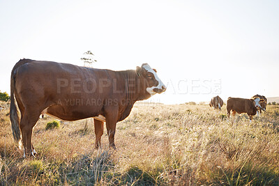Buy stock photo Countryside, rural and cow on a farm for sustainability, agriculture and farming in the morning. Summer, nature and cattle, livestock or animals on a field in a natural emvironment for carbon capture