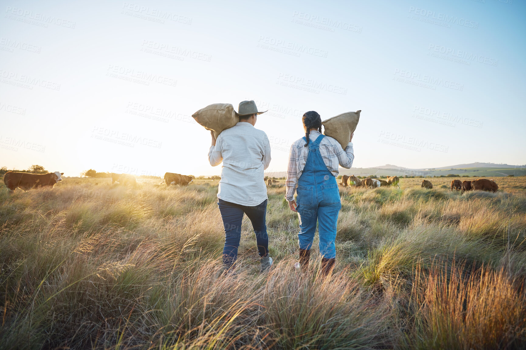 Buy stock photo People, bag or farmers walking to cattle on field harvesting poultry livestock in small business together. Dairy production, teamwork or women carrying sack for animal growth or cattle in nature 
