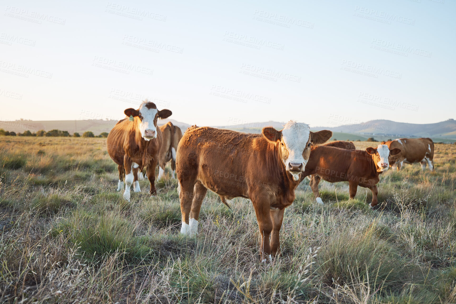 Buy stock photo Sustainable, live stock and cows on a farm in the countryside for eco friendly environment. Agriculture, animals and herd of cattle for meat or dairy or beef trade production industry in grass field.