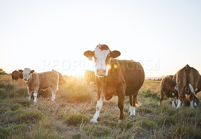 Buy stock photo Sustainability, livestock and cattle on a farm in the countryside for eco friendly environment. Agriculture, animals and herd of cows for meat, dairy or beef trade production industry in grass field.