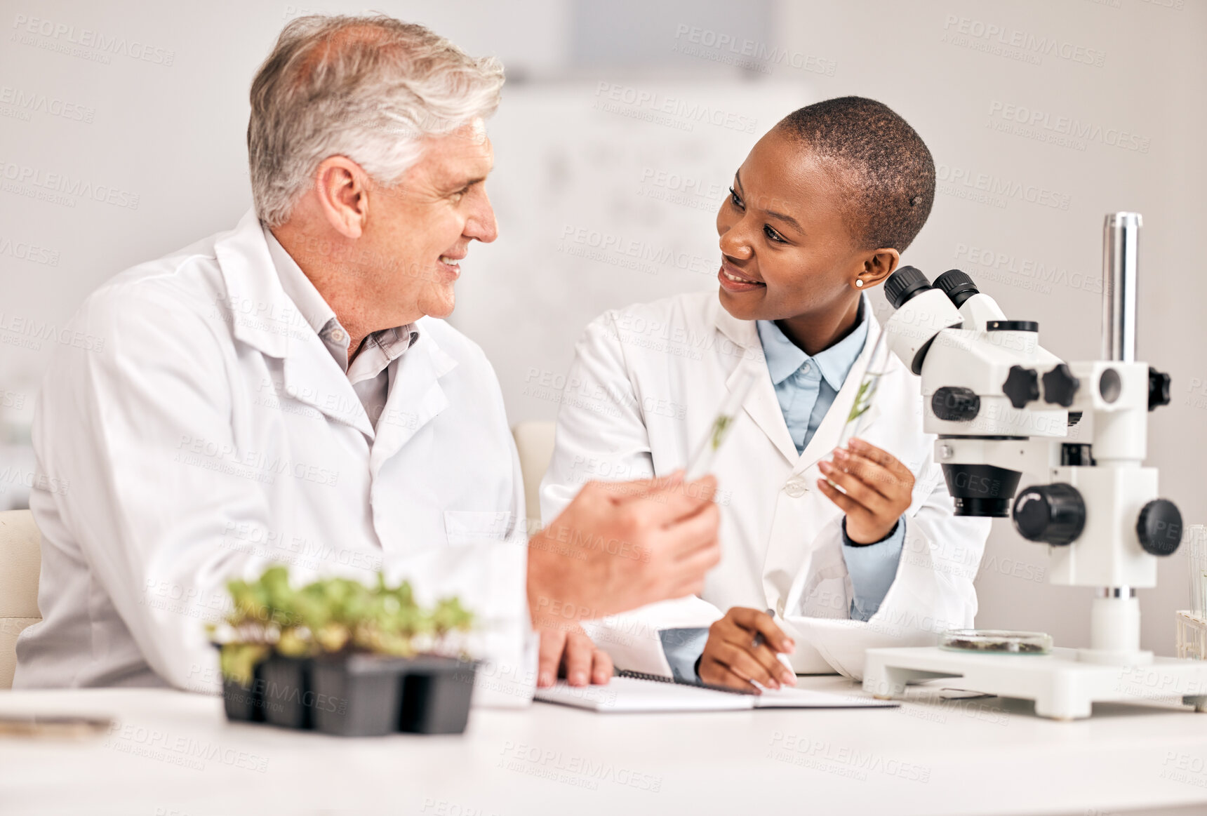 Buy stock photo Science, microscope and sample with a research team in the laboratory for biochemistry or sustainability. Medical, agriculture or growth with a man and woman scientist in a lab for innovation