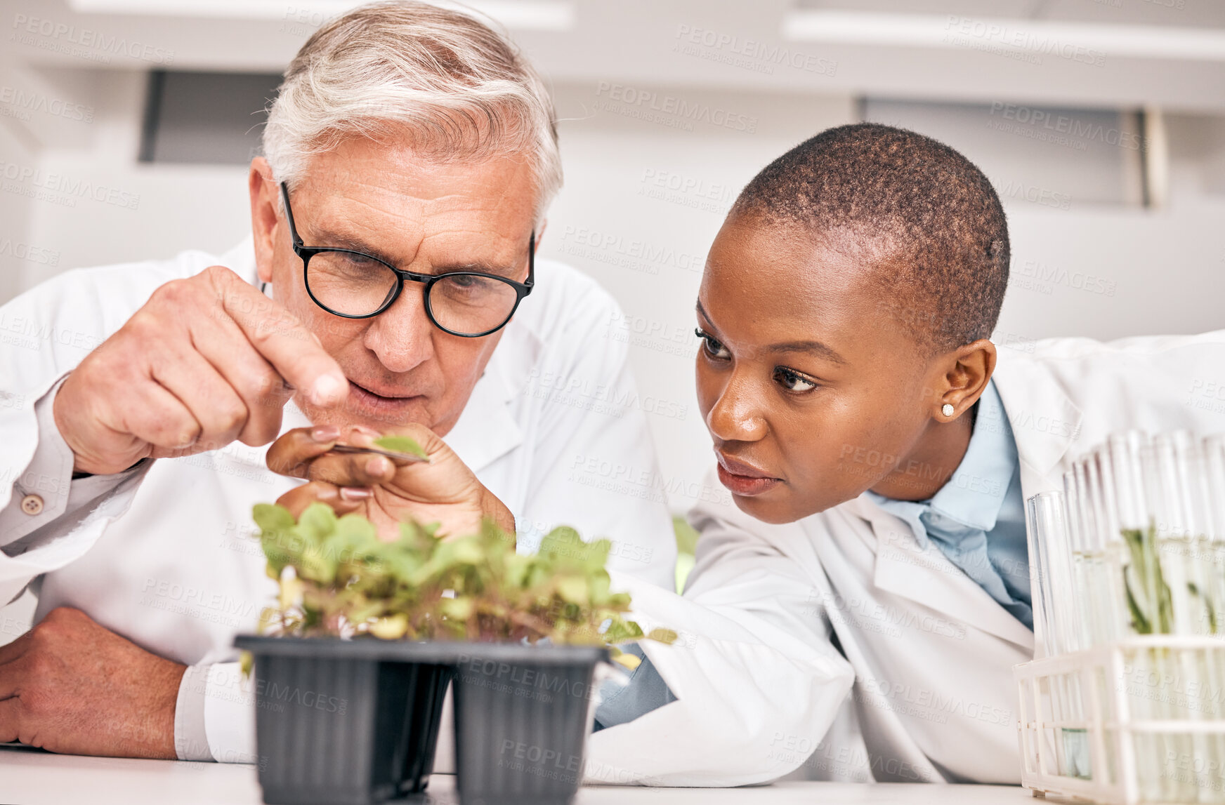 Buy stock photo Research, man or black woman with plants, growth or collaboration with scientific experiment, sustainability or agriculture development. Researchers, internship or workers with data analysis or leaf