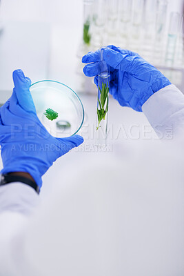 Buy stock photo Scientist, hand and plant with petri dish and sustainability research for agriculture in a laboratory. Leaf, data analysis and glass tube with science and studying for eco test and chemical exam