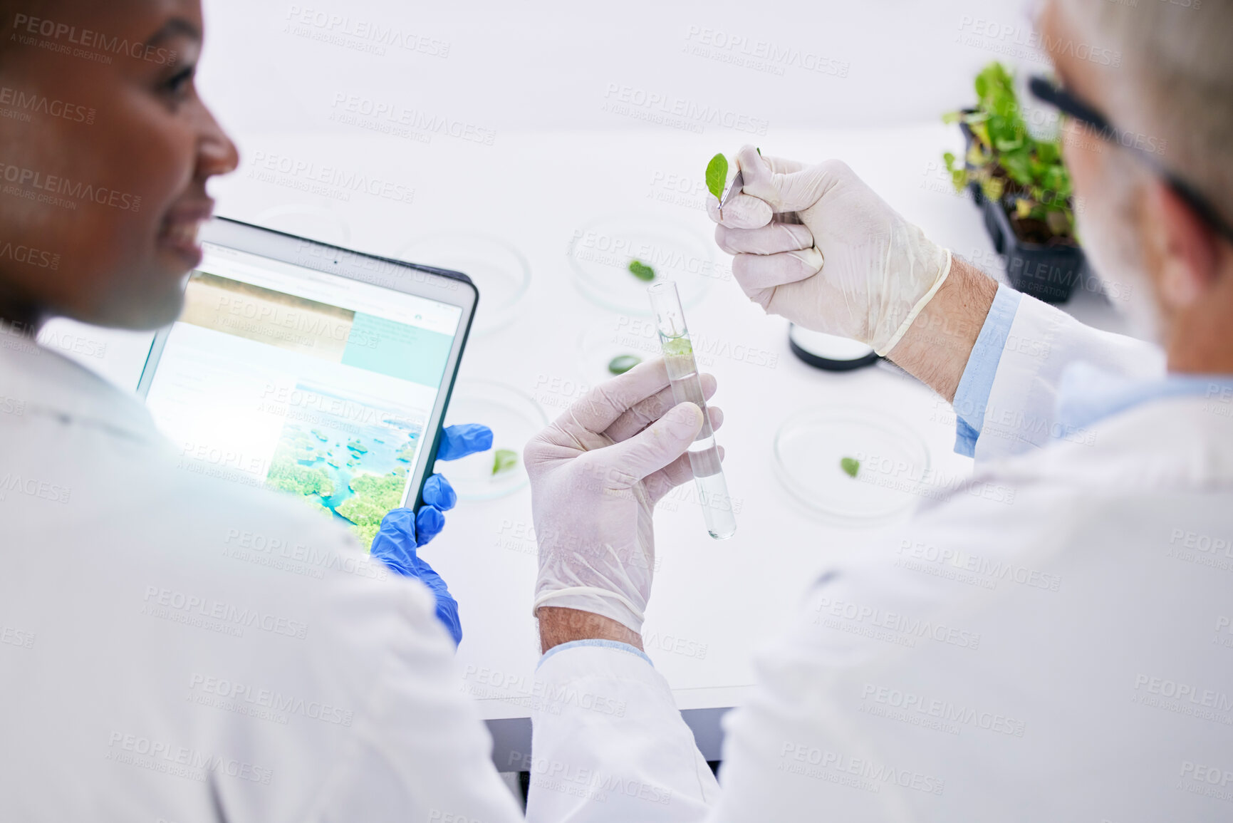 Buy stock photo Scientist, science and hands, test tube and leaves, black woman and senior man with medical research in lab. Mentor, learning and plant sample, environment study and collaboration for investigation