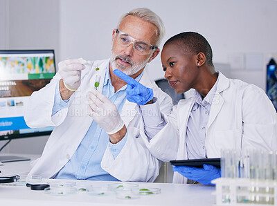 Buy stock photo Scientist, science team with test tube and plant, black woman and senior man with medical research in lab. Mentor, learning and leaf sample, environment study and collaboration for investigation