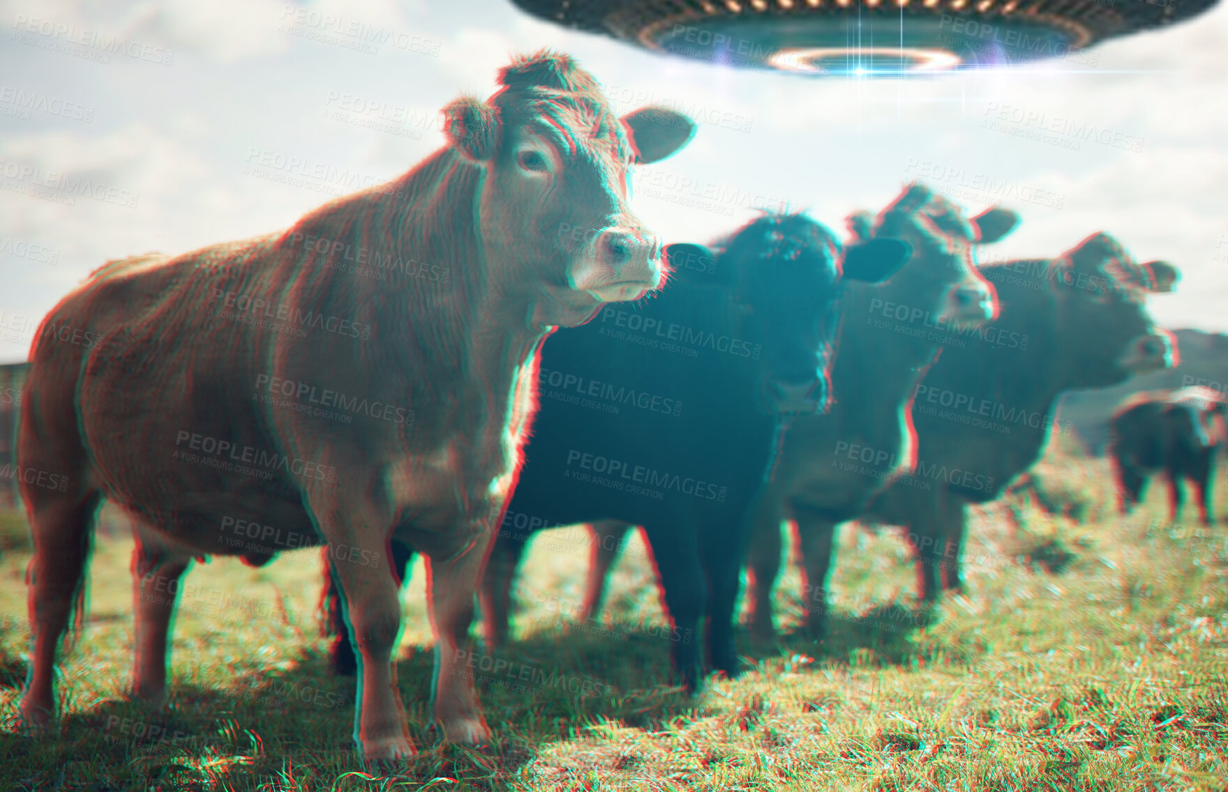 Buy stock photo Farm abduction, spaceship and UFO with cow in field for fantasy, science fiction and alien invasion. Extraterrestrial, travel and flying saucer beam on cattle ranch for discovery, explore and mystery