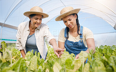 Buy stock photo Farming, agriculture and women talking of plants in greenhouse for sustainability. Farmer people working together for eco lifestyle, agro startup or organic food, vegetable or lettuce for wellness