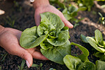 Hands, lettuce and gardening plants for agriculture, sustainable food production and growth in environment. Closeup, farmer and check progress of green leaf vegetables in soil, nature and eco farming